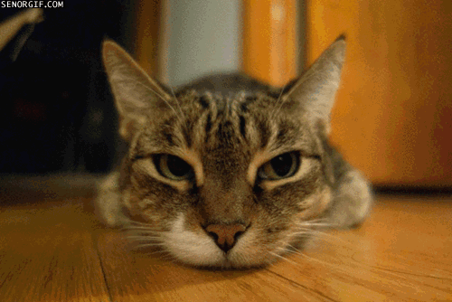 A gif of a series of photos of a cat taken at varying focal lengths. The cat appears to stretch longways at short focal lengths, and be squashed in the plane of the image at long focal lengths.